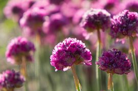 Roze bloemen in de ochtendzon van Marion Moerland