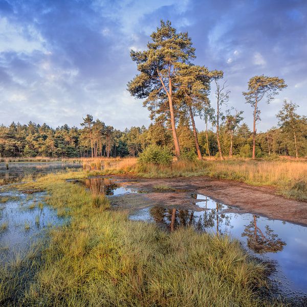 Landschap met bosrand en bomen op zonnige dag, Nederland 2 van Tony Vingerhoets