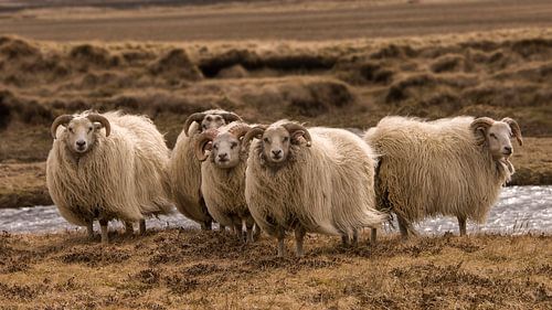 Schapen in de wind