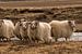 Schafe von Marije Zuidweg
