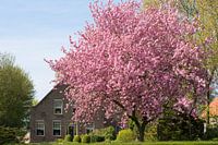 Lente in Zuid-Beijerland