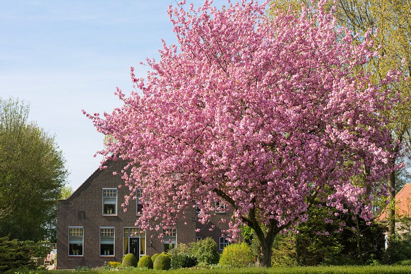 Lente in Zuid-Beijerland van Charlene van Koesveld