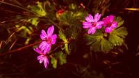 Flowers in pink