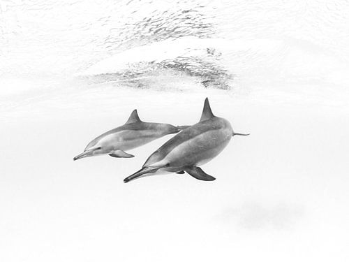 Egyptian dolphins in black and white