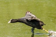 running wild by claes touber thumbnail