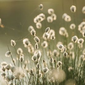 Cotton Grass Lente Indrukken