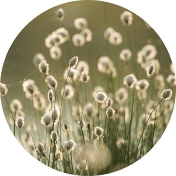 Cotton Grass Lente Indrukken van Tanja Riedel