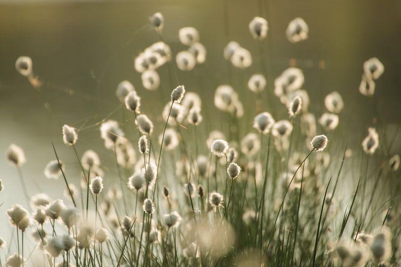 Wollgras Impressionen im Frühling von Tanja Riedel