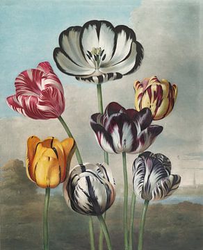 Eine Gruppe von Tulpen, Robert John Thornton