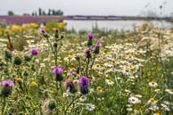Bunte Wildblumen in einem niederländischen Naturschutzgebiet von Ruud Morijn Miniaturansicht