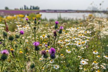 Bunte Wildblumen in einem niederländischen Naturschutzgebiet