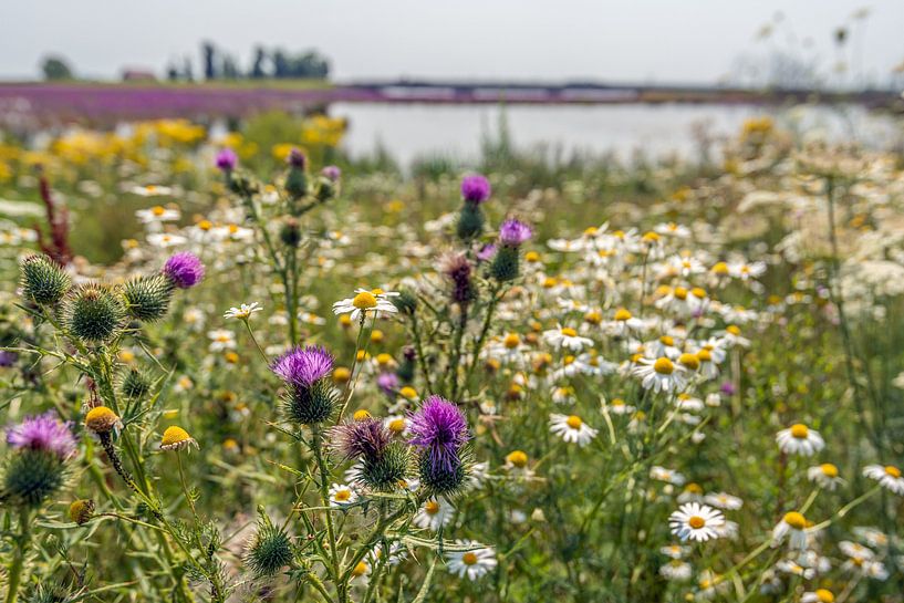 Bunte Wildblumen in einem niederländischen Naturschutzgebiet von Ruud Morijn