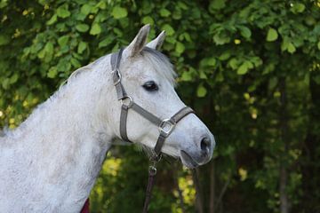 Daila by Aart Brockhaus