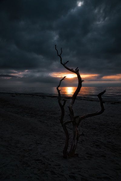Love tree on the beach at sunset by Martin Köbsch