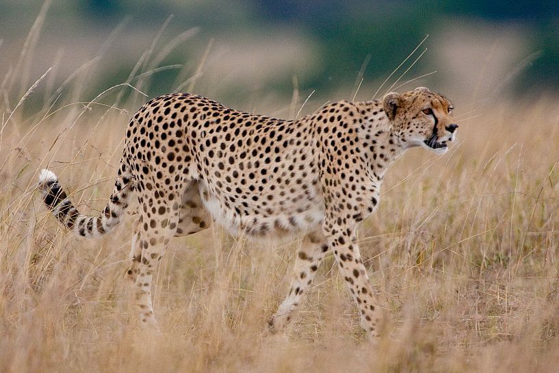 auf dem Weg von Peter Michel