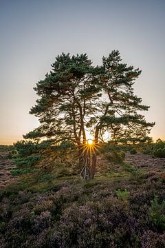 Coucher de soleil sur les landes de Drenthe sur Henk Osinga