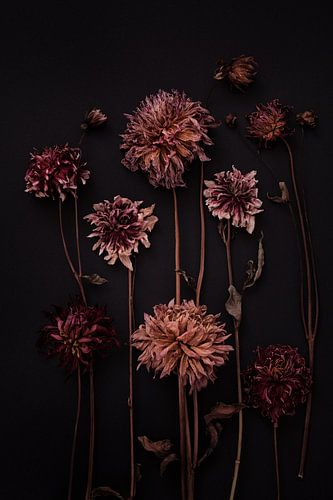 garden of dried dahlias