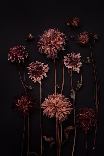 garden of dried dahlias by Karel Ham