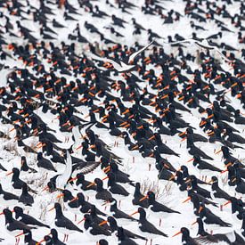 Scholeksters in sneeuw van Anja Brouwer Fotografie