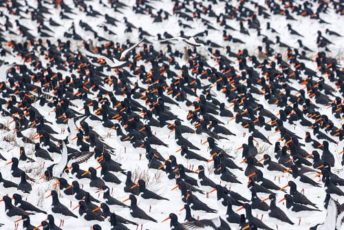 Austernfischer im Schnee von Anja Brouwer Fotografie