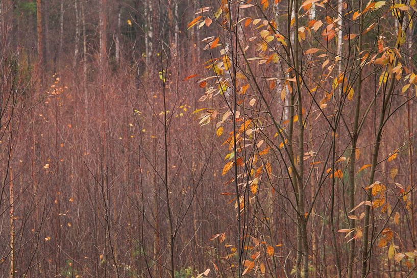 Whispers of Autumn by Inspiration