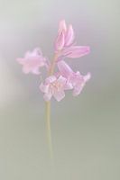 Wild hyacinth in soft shades of pink and green