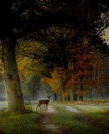 There she stood, on a beautiful autumn morning. by Jolanda Stam