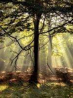 Radiant green