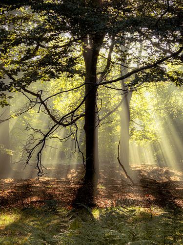 Stralend groen