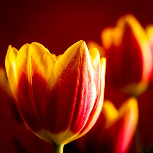 Bloem tulp