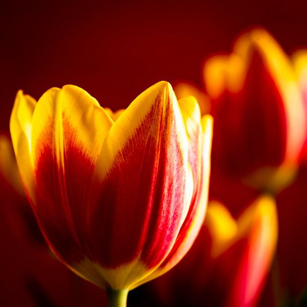Flower tulip by Dieter Walther