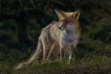 Fuchs, Rotfuchs (Vulpes) von Gert Hilbink