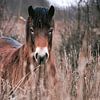 wild paard in natuurgebied in prachtige aarde tinten van Lindy Schenk-Smit