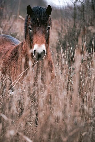 wild paard in natuurgebied in prachtige aarde tinten