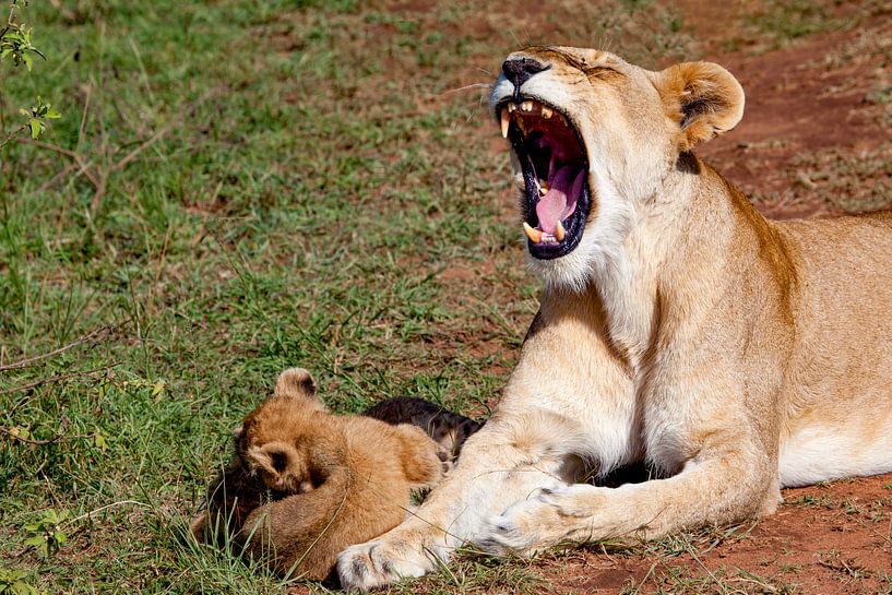 Leeuwin geeuwt van Peter Michel