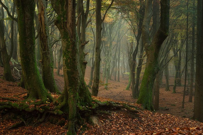 Forêt d'automne, étonnante forêt de Speulder par Martin Podt