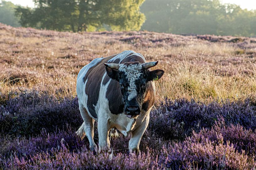 Cow on the moor in morning mist. by Charlotte Gohl