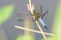 Libelle