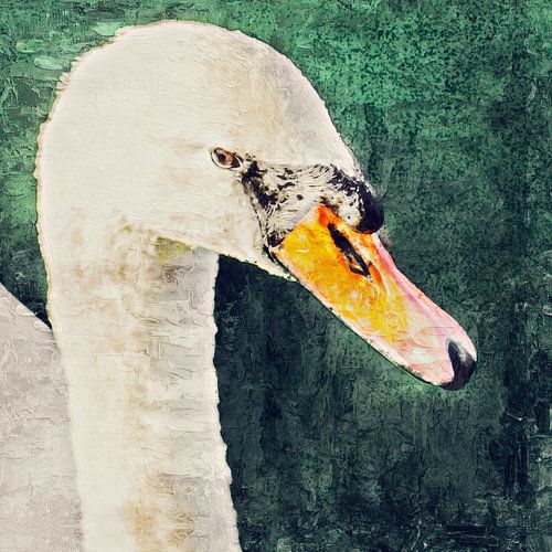 Zwanenportret (kijkt naar rechts)