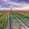Tulpenfelder bei Den Bommel von Sander Poppe