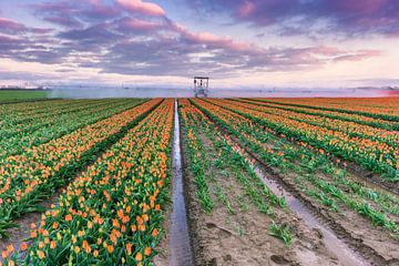 Tulpen velden bij Den Bommel