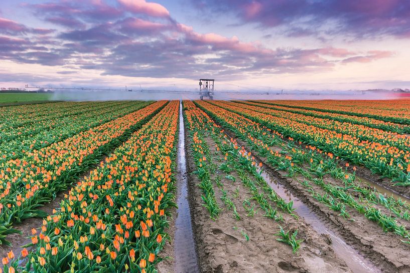 Tulpen velden bij Den Bommel van Sander Poppe