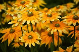 Gelb Orange Sonnenhut Blüten von Marlika Art