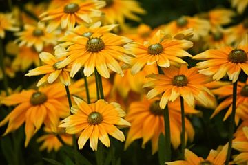 Geel Oranje Coneflower Bloemen van marlika art
