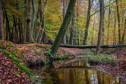 Herfstbos, Leuvenumse beek
