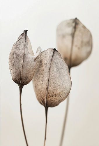 Détail de la fleur séchée No 17