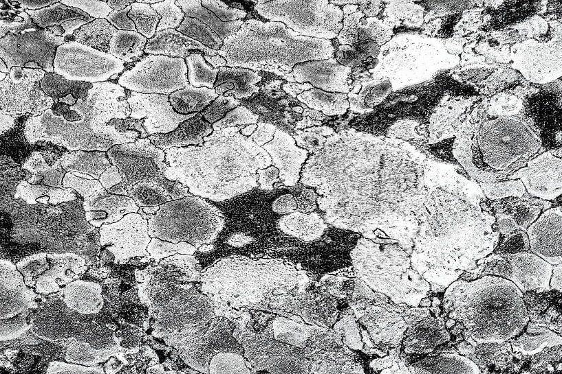 Abstrakte Kunst der Natur, schwarz-weiße Felszeichnung im Moos von Andrea de Grauw