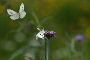 Verliebt in die Schmetterlinge von A. Bles