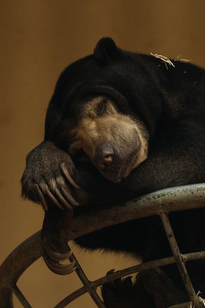 Sleep tight honey bear by Daniëlle Eibrink Jansen