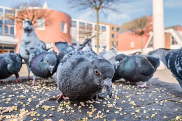 The pigeon hood van Elianne van Turennout
